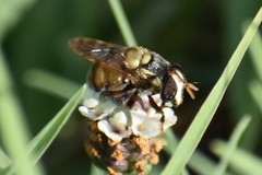 Copestylum tamaulipanum