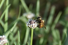 Copestylum tamaulipanum