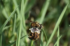 Copestylum tamaulipanum