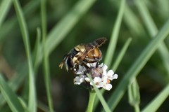Copestylum tamaulipanum