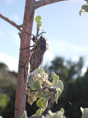 Okanagana schaefferi