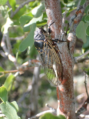 Sagebrush cicada
