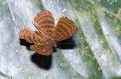 Zemeros emesoides