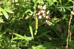 Senna pendula glabrata
