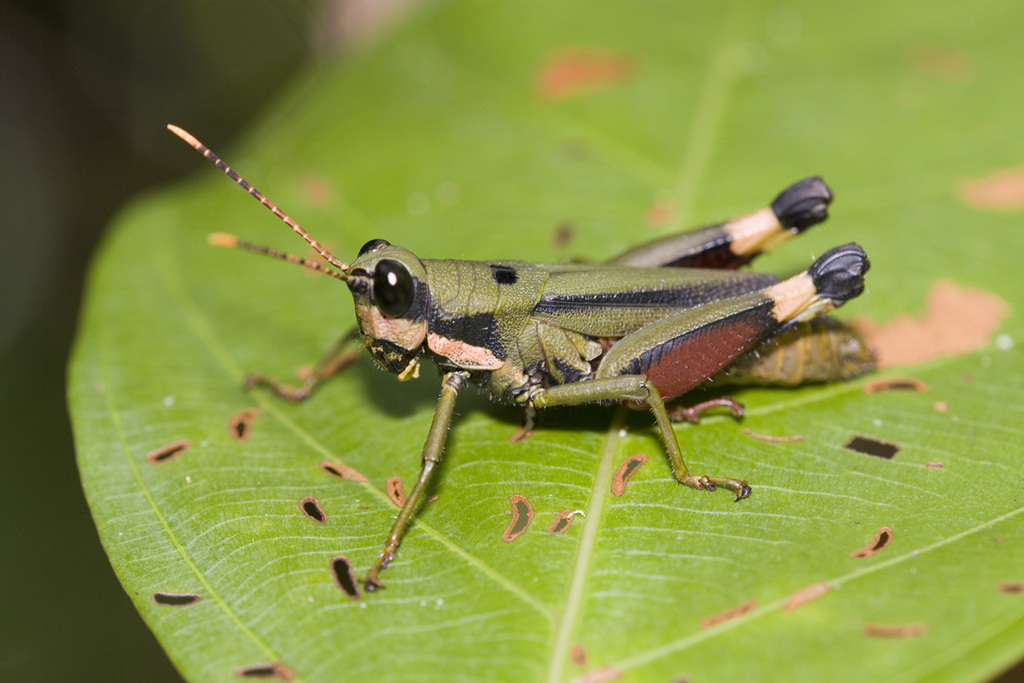 Traulia bimaculata