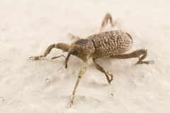 Camptorhinus