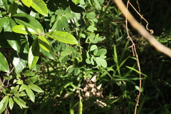 Senna pendula glabrata