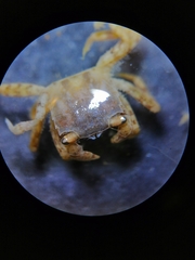 Hemigrapsus takanoi