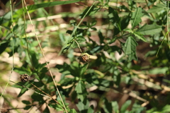 Centratherum riparium