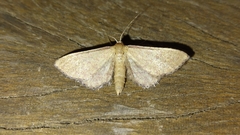 Idaea infirmaria