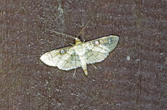 Cotachena
