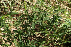 Centratherum riparium