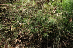 Centratherum riparium