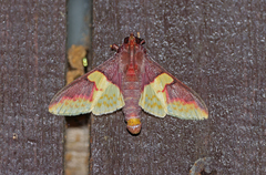 Pachynoa purpuralis