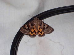 Drasteria adumbrata