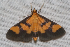 Metallarcha achoeusalis