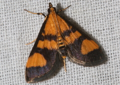 Metallarcha achoeusalis
