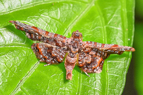 Calindoea cumulalis · iNaturalist