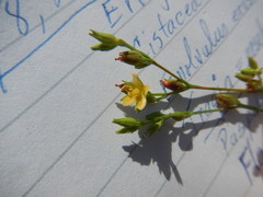 Hypericum gymnanthum
