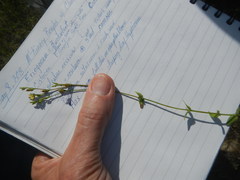 Hypericum gymnanthum
