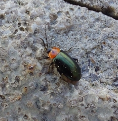 Disonycha triangularis