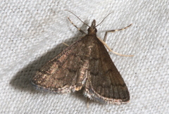 Metasia dicealis