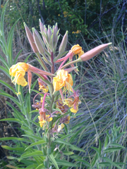 Oenothera elata hookeri