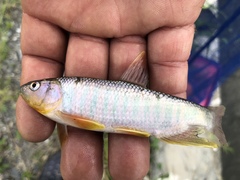 Opsariichthys pachycephalus