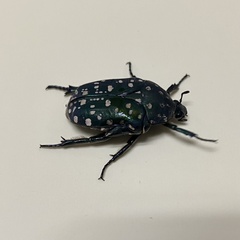 Protaetia niveoguttata