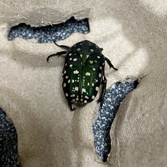 Protaetia niveoguttata