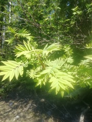 Sorbus sibirica