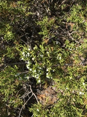 Juniperus sabina