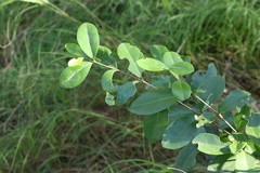 Cyclophyllum coprosmoides