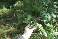 Cyclophyllum coprosmoides
