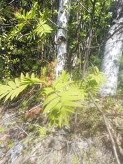 Sorbus sibirica