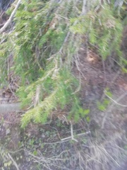 Abies sibirica