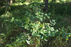 Cyclophyllum coprosmoides