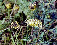 Crotalaria subcapitata