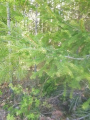 Picea obovata