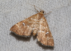 Musotima