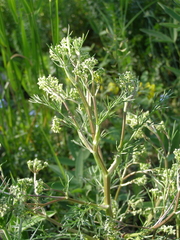 Trinia glauca