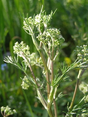 Trinia glauca