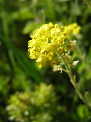 Alyssum trichostachyum