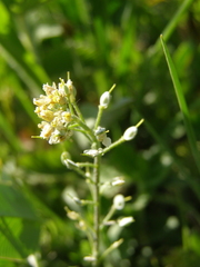 Alyssum trichostachyum