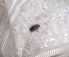 Glischrochilus hortensis