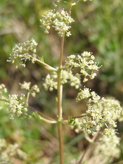 Trinia glauca