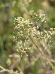 Trinia glauca