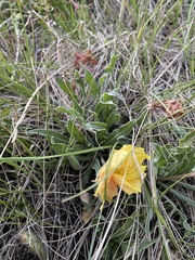 Oenothera howardii