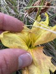 Oenothera howardii