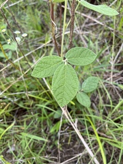 Rhynchosia tomentosa
